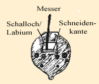 Jetzt schneidet man mit einem dünnen schmalen Messerchen in die Stelle, wo das Schalloch (Labium) hin soll, ein Rechteck in den Körper aus Ton; wie auf der Zeichnung oben ersichtlich ist, muß nun mit dem Messerchen die Schneidenkante von Tonresten befreit werden, so daß sie möglichst glatt und scharf ist. Somit ist der Grundton entstanden. Man kann nun einmal hineinblasen. Wenn der Körper gipshart ist wird gestimmt. Dies geschieht über die Größe der Fingerlöcher.
